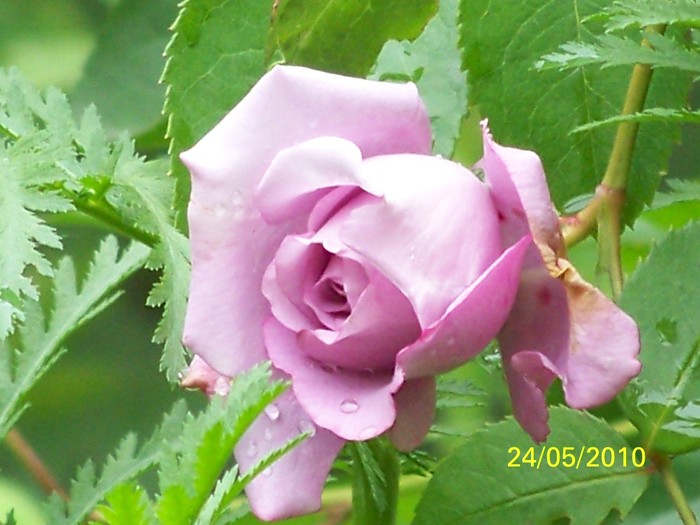 100_9513 - 111Album cu trandafiri Mai 2010