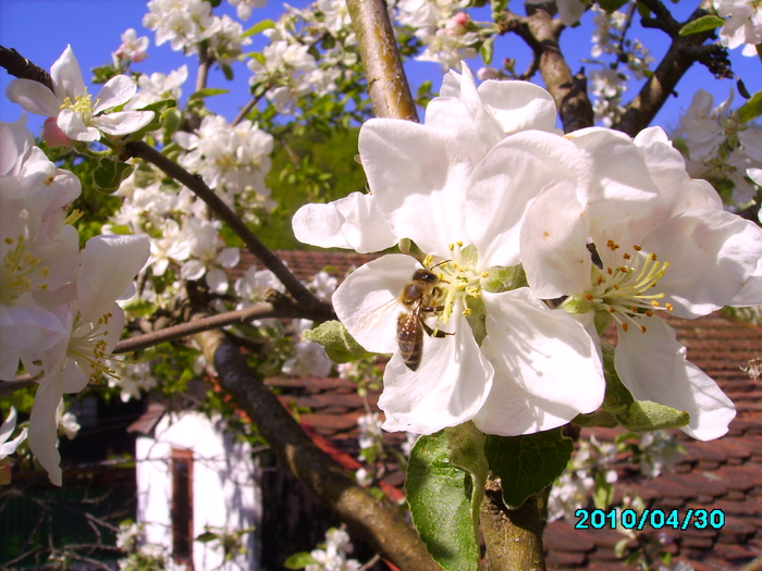 IMG_0644 - Albine pe flori de mar