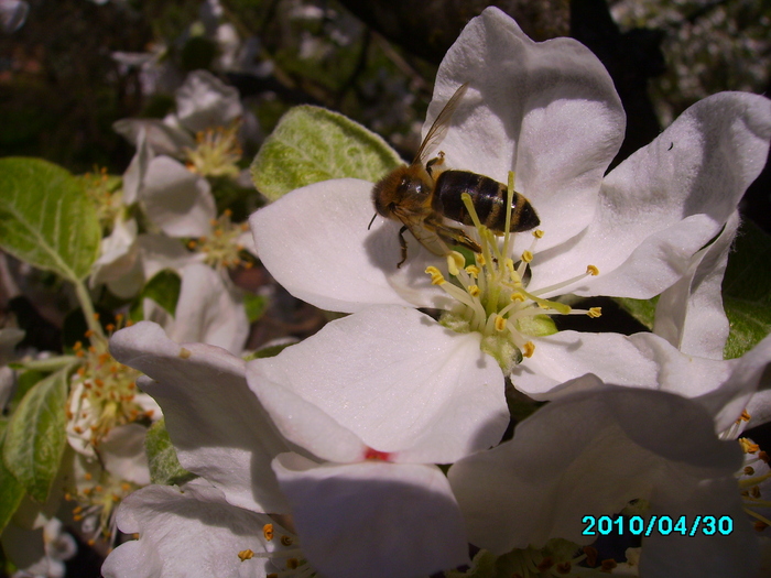 IMG_0648 - Albine pe flori de mar