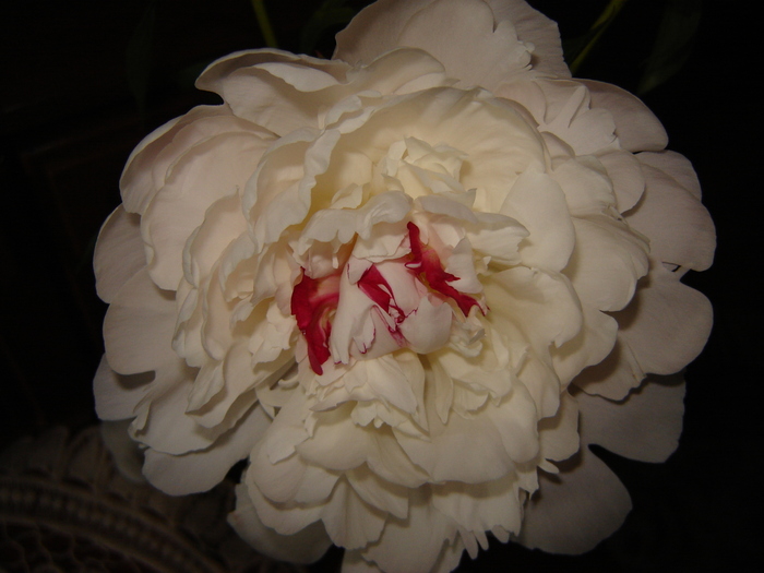 DSC02942