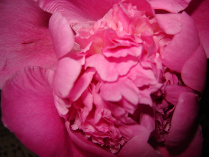DSC02944