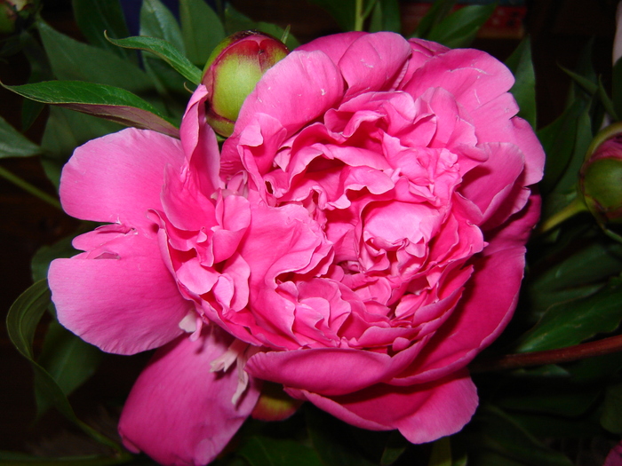 DSC02960 - flori 2010