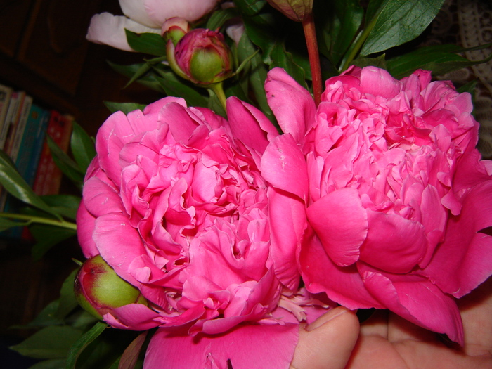 DSC02961 - flori 2010
