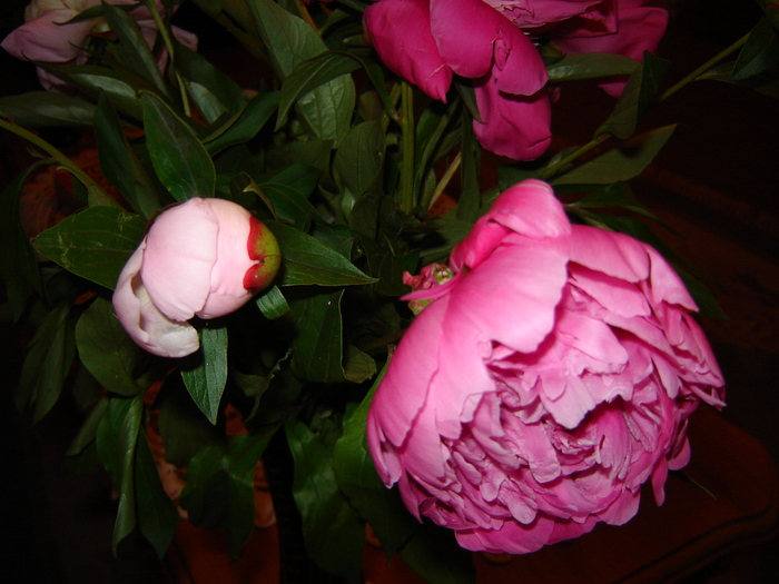 DSC02963 - flori 2010