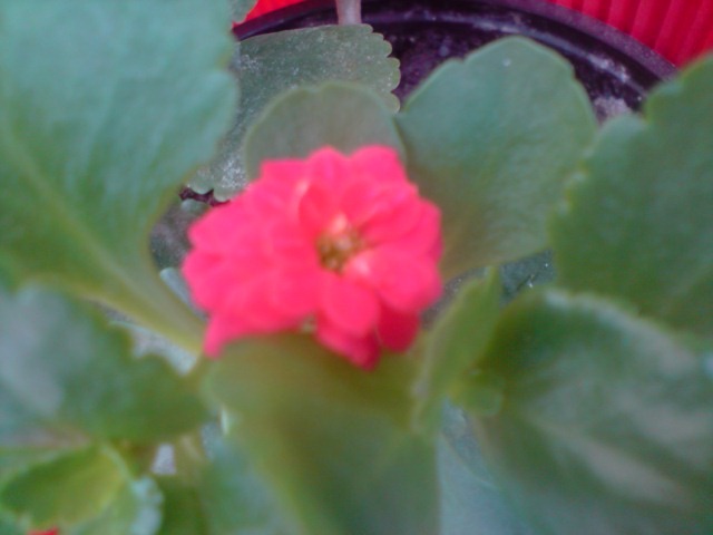 stie cineva cum se numeste???