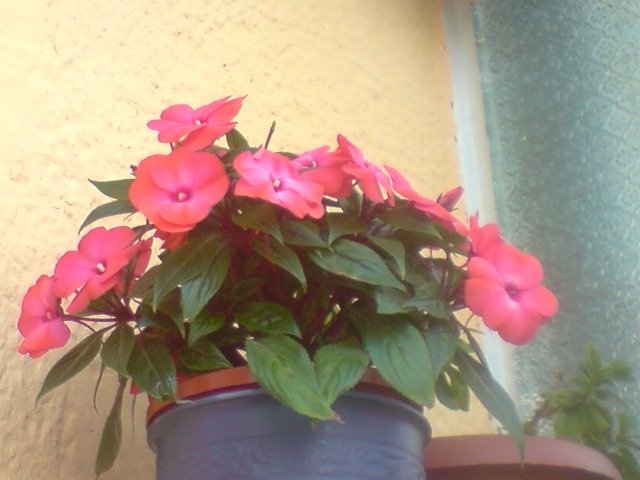 sporul casei - floricelele mele