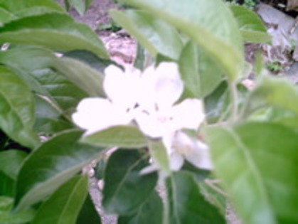 flori de mar - 3-Pomi fructiferi