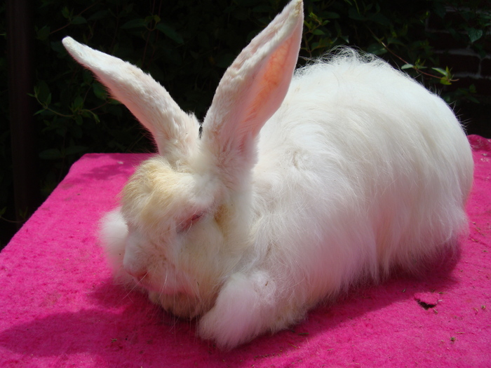 DSC04097 - Angora Satin Alb