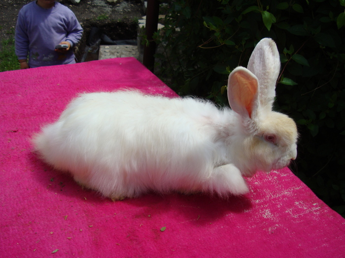 DSC04099 - Angora Satin Alb