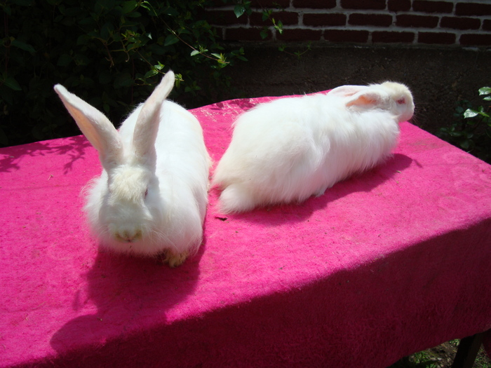 TINERET MAI 2010 - Angora Satin Alb