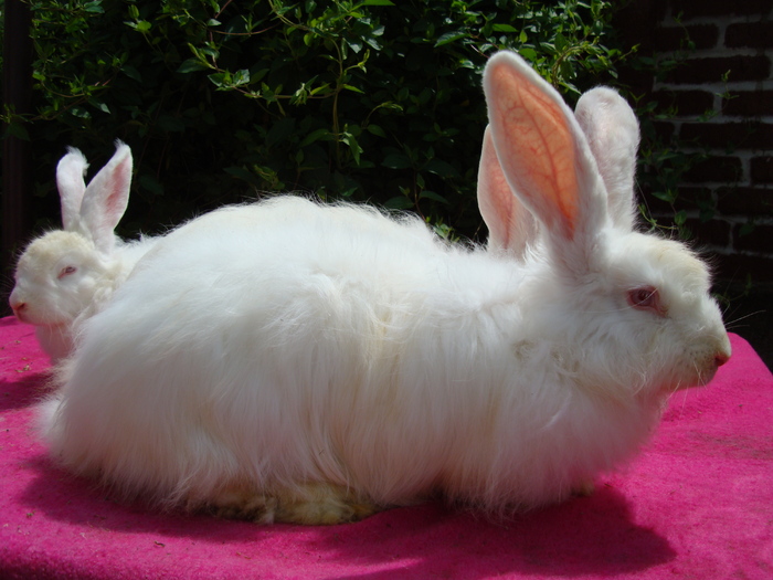 DSC04118 - Angora Satin Alb