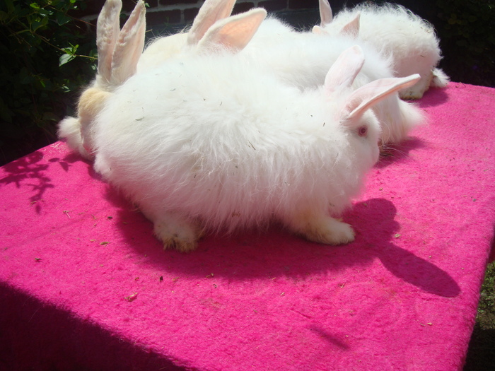 DSC04121 - Angora Satin Alb