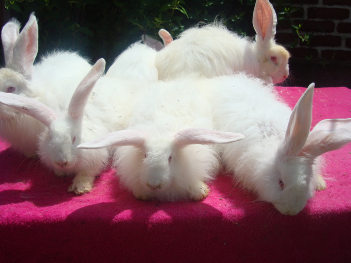 DSC04139 - Tineret angora