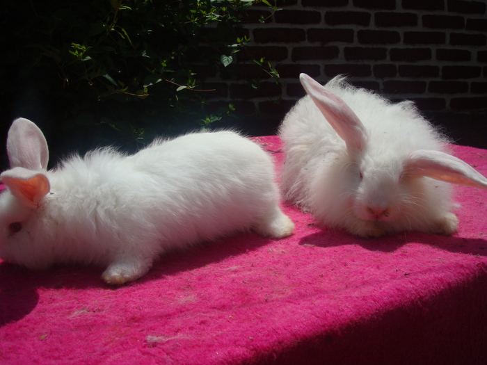 DSC04145 - Tineret angora