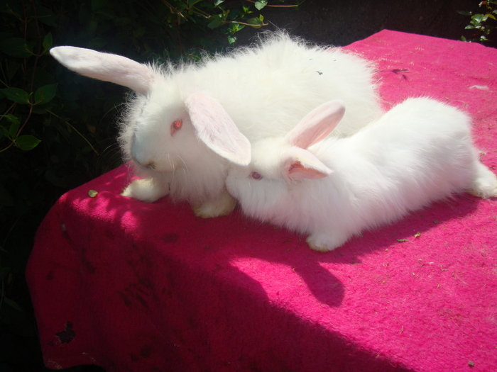 DSC04152 - Tineret angora