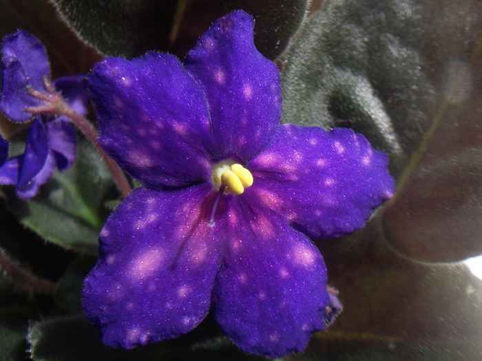 GALACTIC STORM - VIOLETE AFRICANE saintpaulia  2010-2011                                                             
