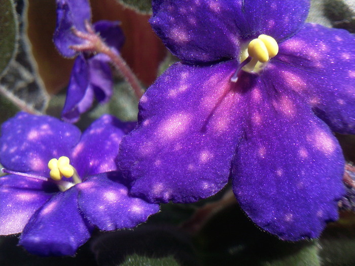 GALACTIC STORM - VIOLETE AFRICANE saintpaulia  2010-2011                                                             
