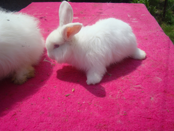 DSC04153 - Tineret angora