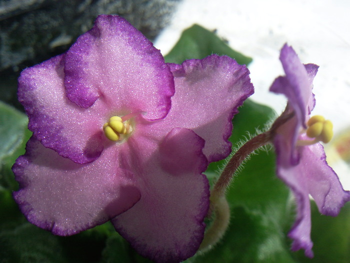 LUMINESCENCE - VIOLETE AFRICANE saintpaulia  2010-2011                                                             