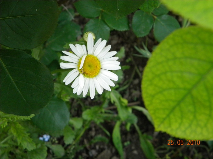 DSCN0339 - Flori de gradina