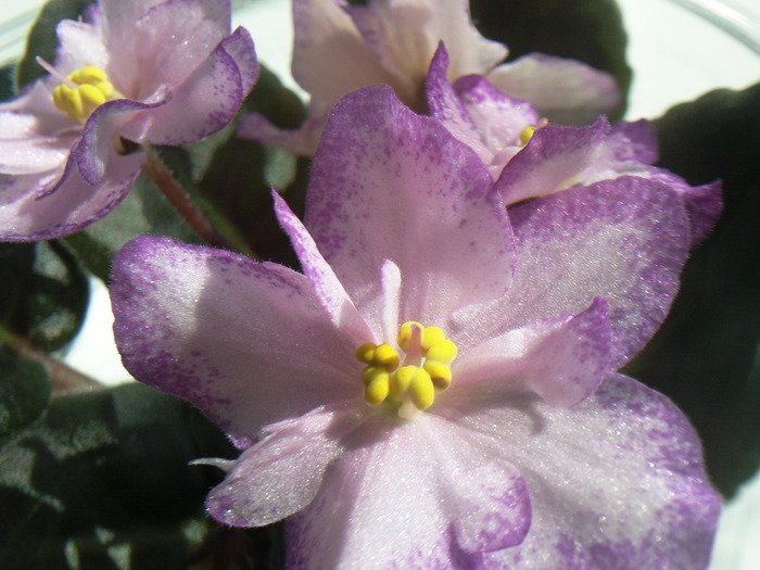 ROBERT MAYER - VIOLETE AFRICANE saintpaulia  2010-2011                                                             