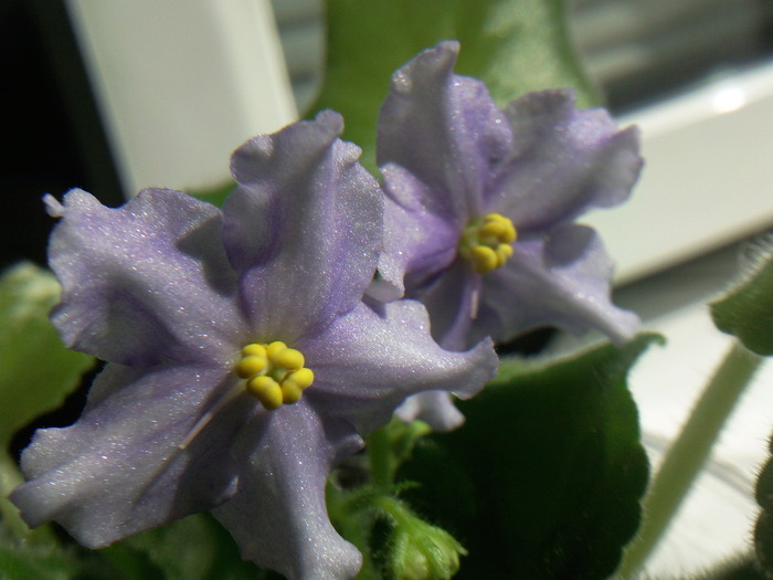 PhotoPRETTY MISS KELLY