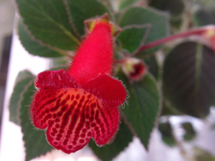 Kohleria