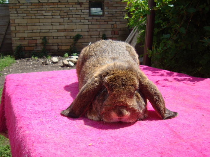 MASCUL 1 AN - Berbec german agouti