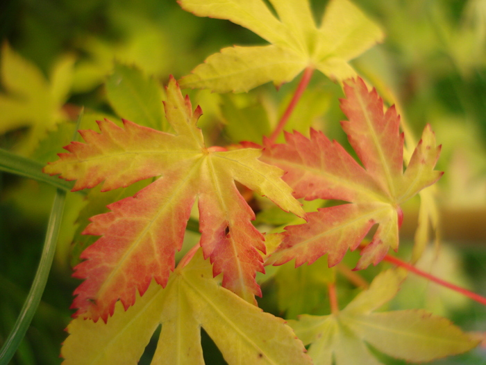 Acer palmatum Katsura (2010, May 24)