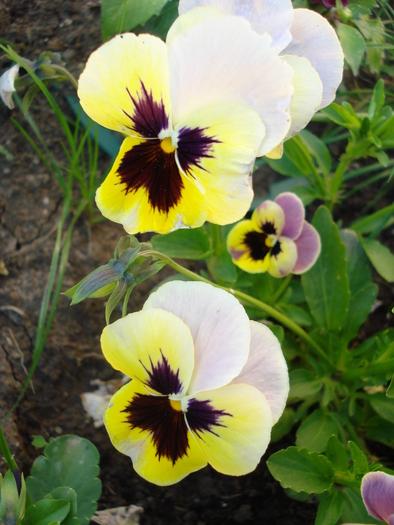 Antique Shades pink pansy, 24may10 - Antique Shades Pink pansy