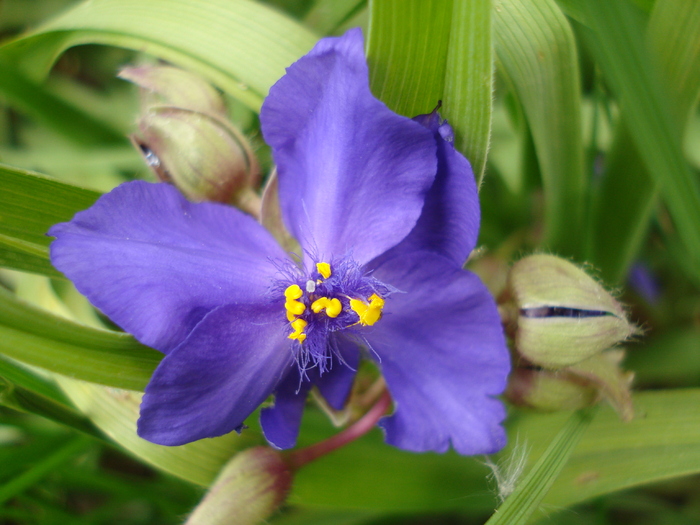 Blue Spiderwort 21may2010 - TRADESCANTIA Blue