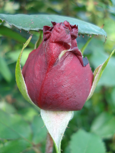 Rose Dame de Coeur (2010, May 24)