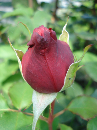 Rose Dame de Coeur (2010, May 24) - Rose Dame de Coeur