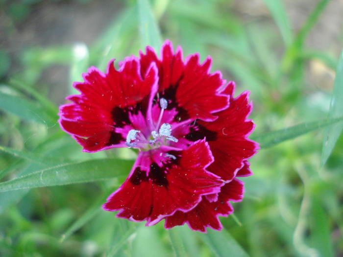 Dianthus chinensis (2010, May 24)