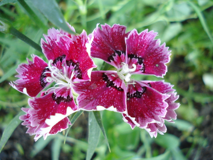 Dianthus chinensis (2010, May 25)