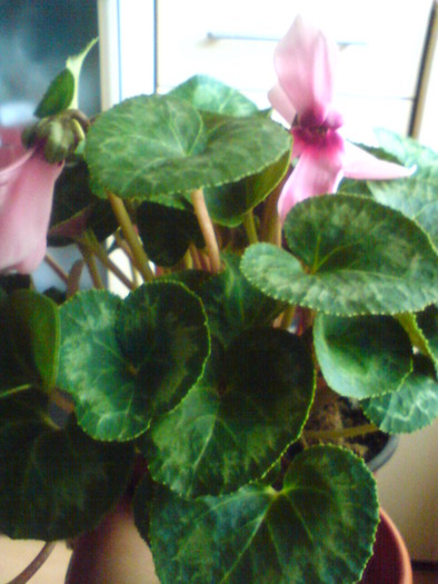 cyclamen