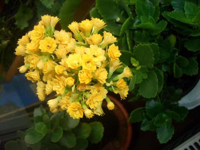 calanchoe galben