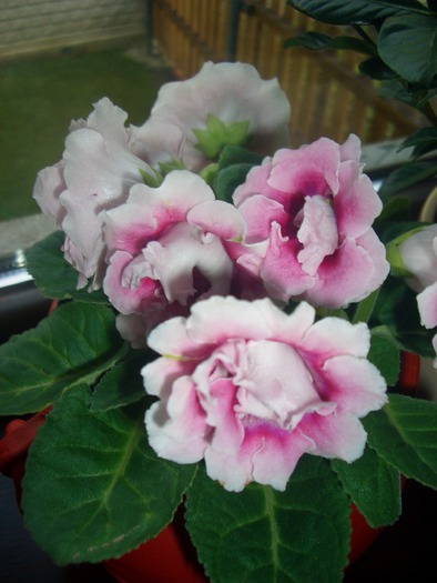 gloxi roz deschis - gloxinia-kohleria-achimenes