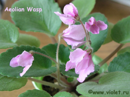 Aeolian Wasp