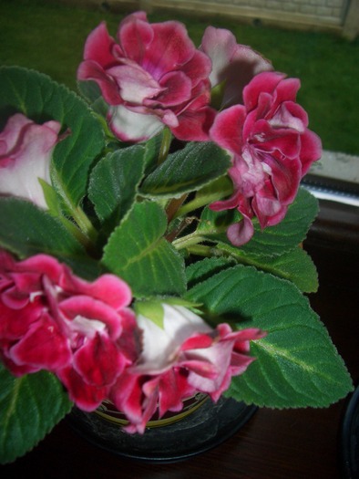 g_r_i - gloxinia-kohleria-achimenes