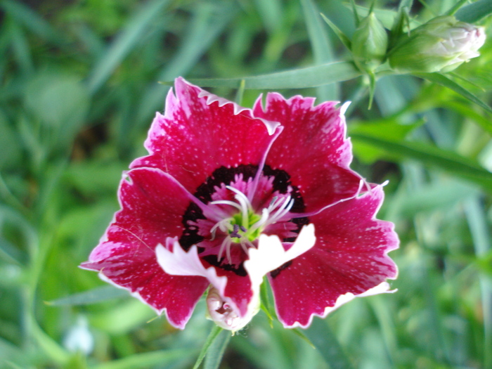 Dianthus chinensis (2010, May 25)