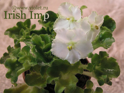 Irish Imp