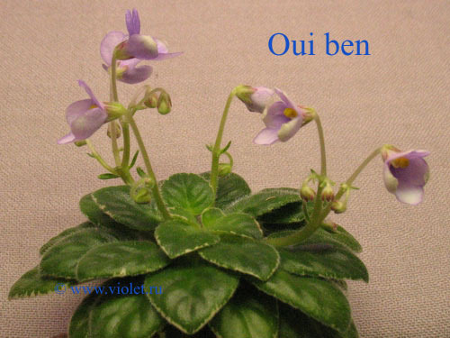 Oui Ben