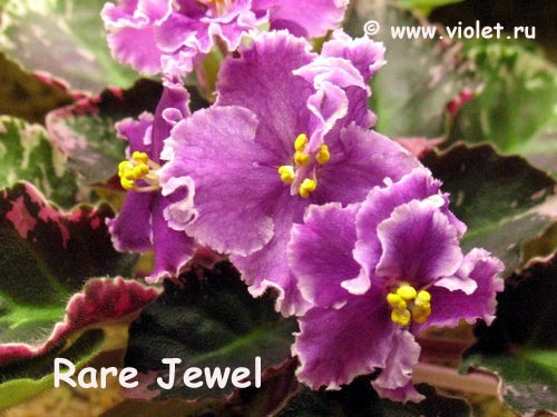 Rare Jewel