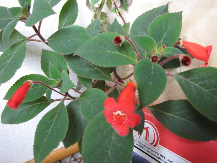 Kohleria Eriantha 25 mai 2010 (2) - kohleria