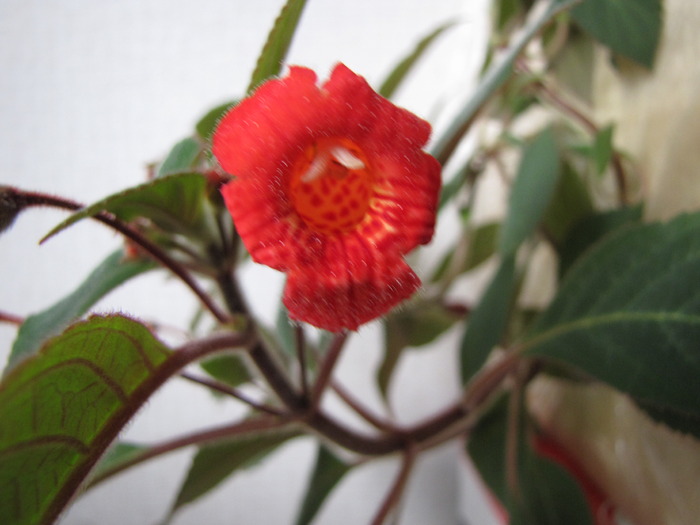 Kohleria Eriantha 25 mai 2010 (3) - kohleria