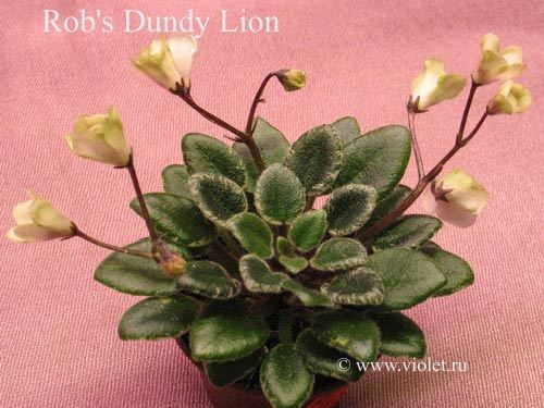 Rob's Dandy Lion