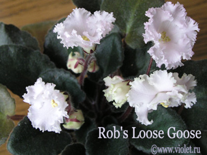 Rob's Loose Goose