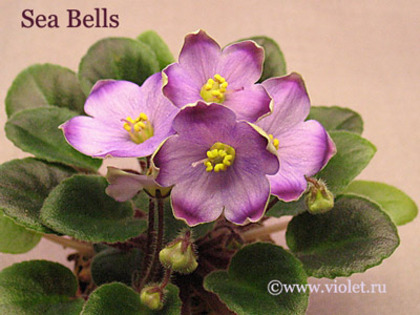 Sea Bells