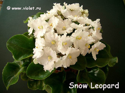 Snow Leopard